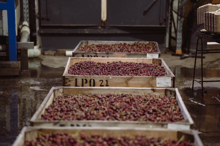 Cherry AI grading technology at Lucaston Park Orchards