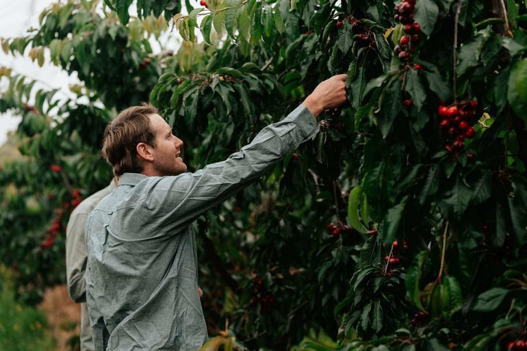 Cherry Grading with Ellips True-AI at Lucaston Park Orchards