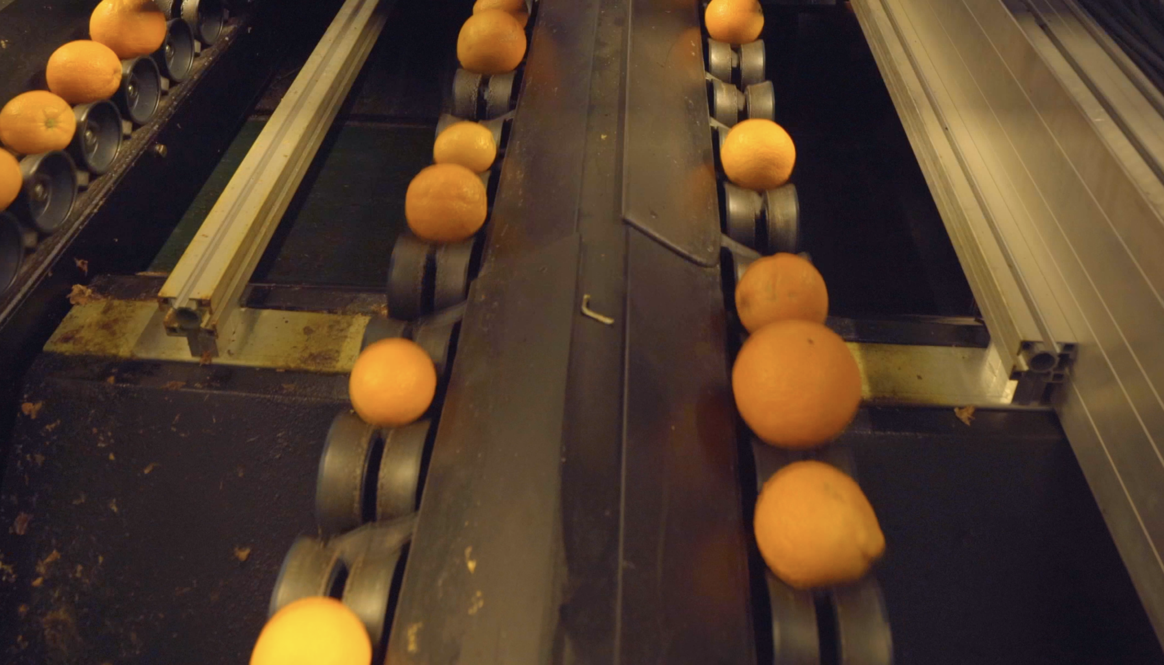 Citrus defect detection with Ellips AI grading technology at Agrofrut Hellas