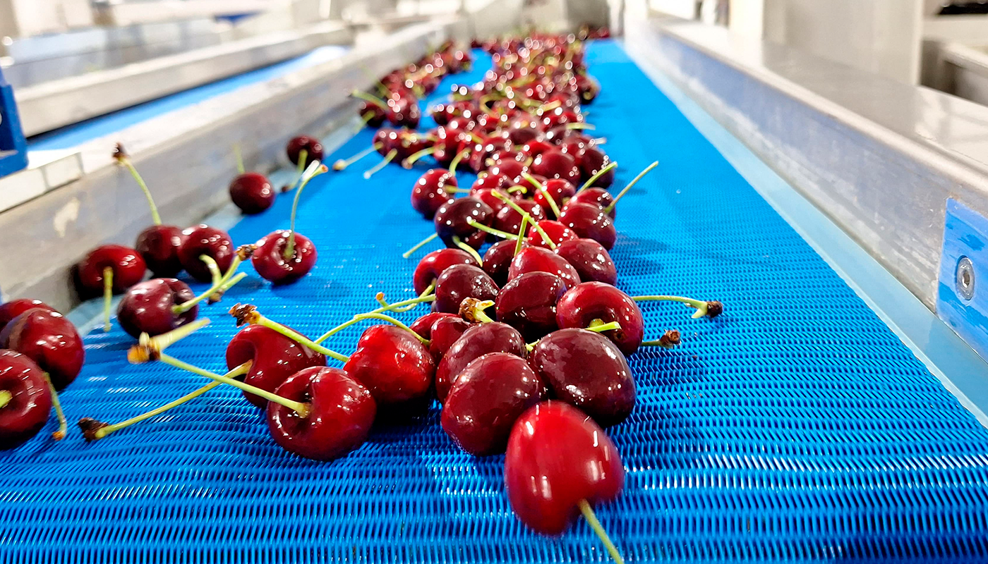 Consistent Superior Quality @ Allegria Foods with AI grading for cherries