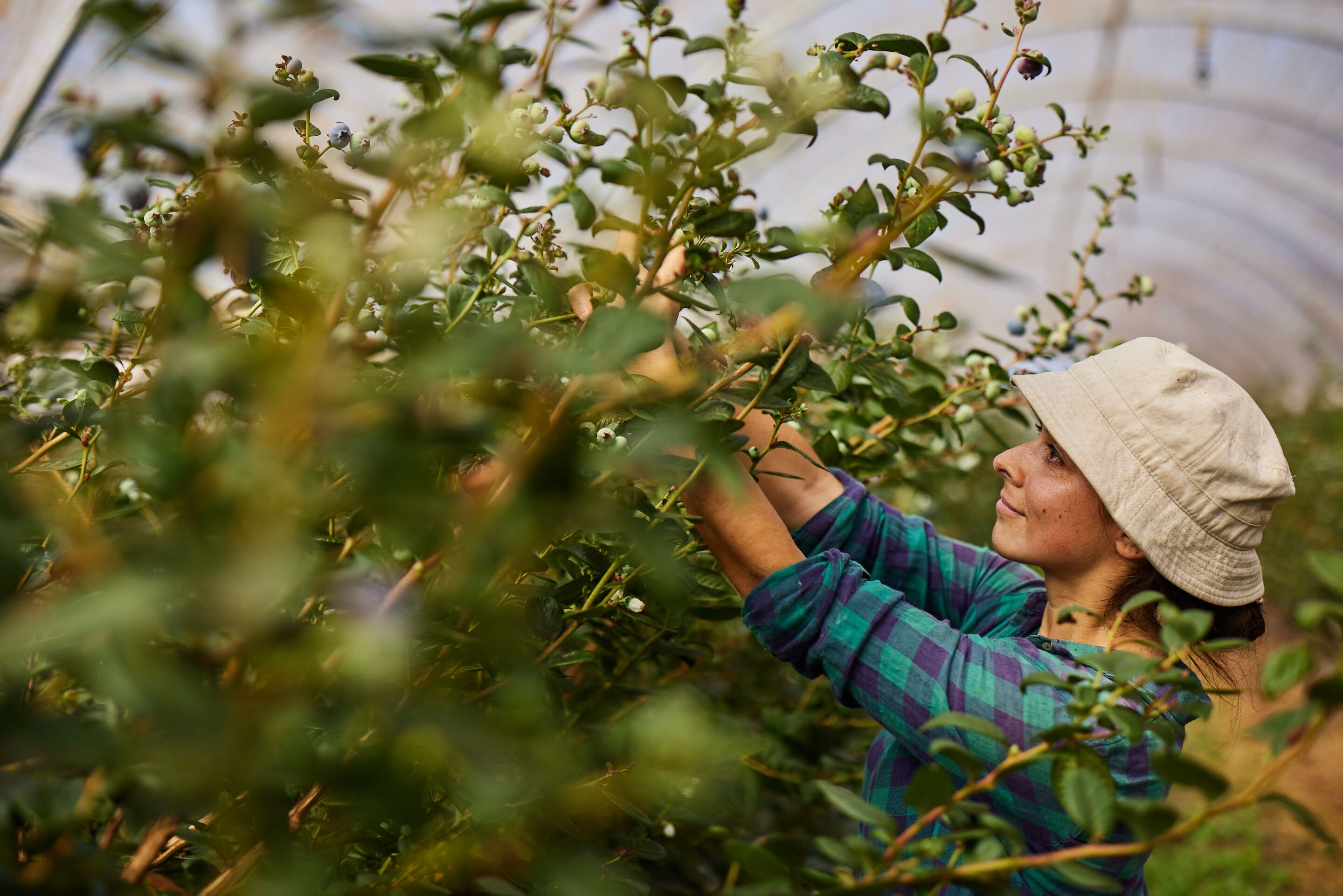 Costa Berries Consistent Quality with Ellips AI grading technology