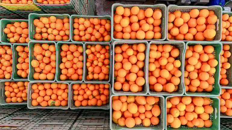Elisam AI Citrus Grader Throughput at Agrofrut Hellas