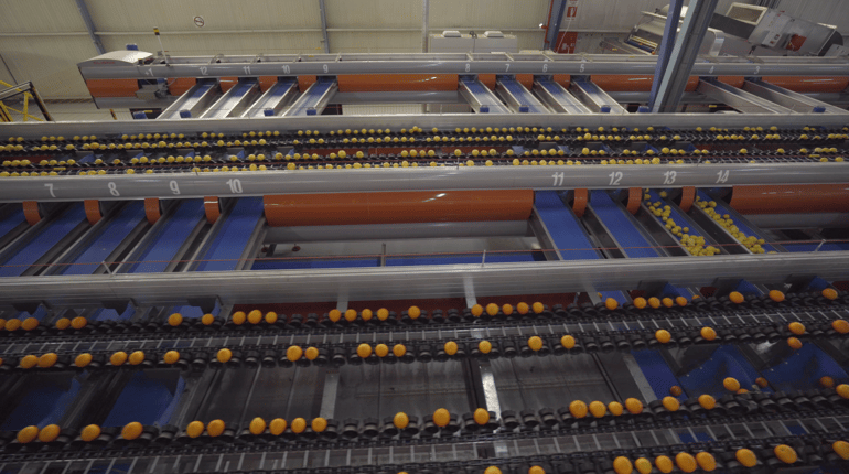 Elisam AI grader at Agrofrut Hellas