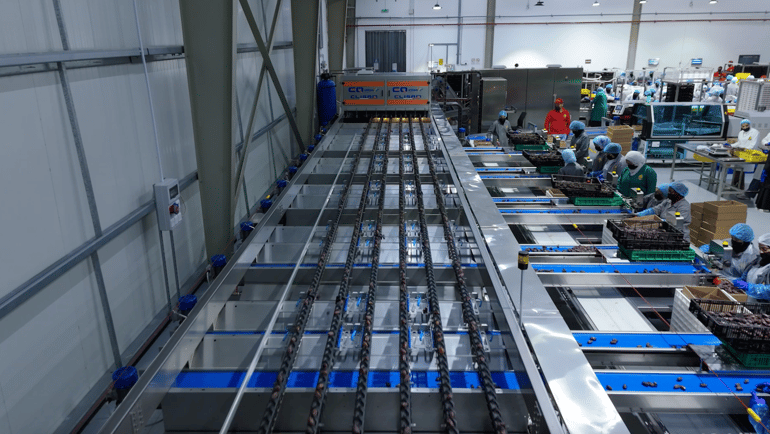 Elisam AI sorter with high throughput for dates at Medjool Village