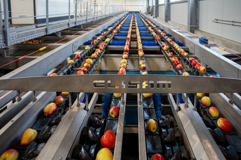 Elisam Capacity Grading Machine at Elbe Obst