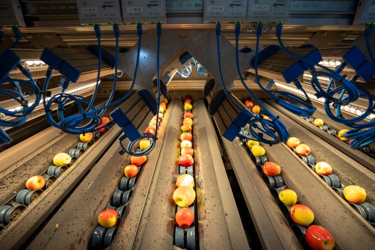 Elisam Ellips AI Sorting Machine at Elbe Obst