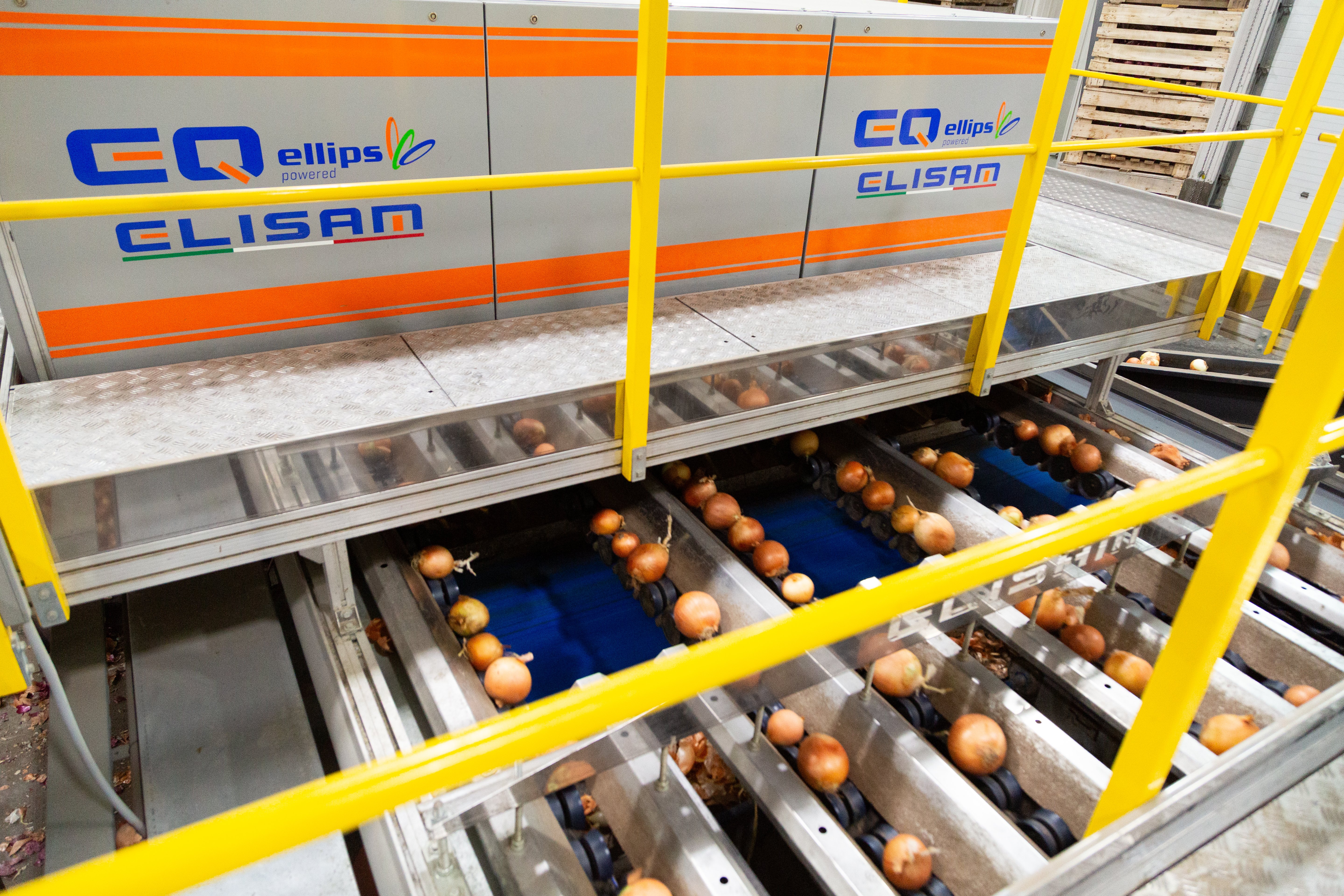 Elisam Ellips AI grading technology for onions at Owyhee Produce