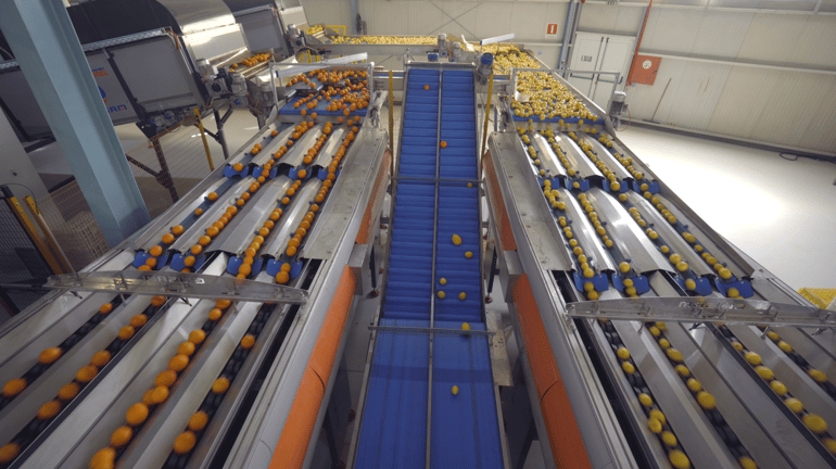 Elisam High Capacity Sorting Machine at Agrofrut Hellas