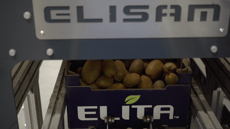 Elisam Kiwi Grading Machine with Ellips AI Grading Technology