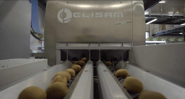 Elisam Kiwi Grading with Consistent Quality
