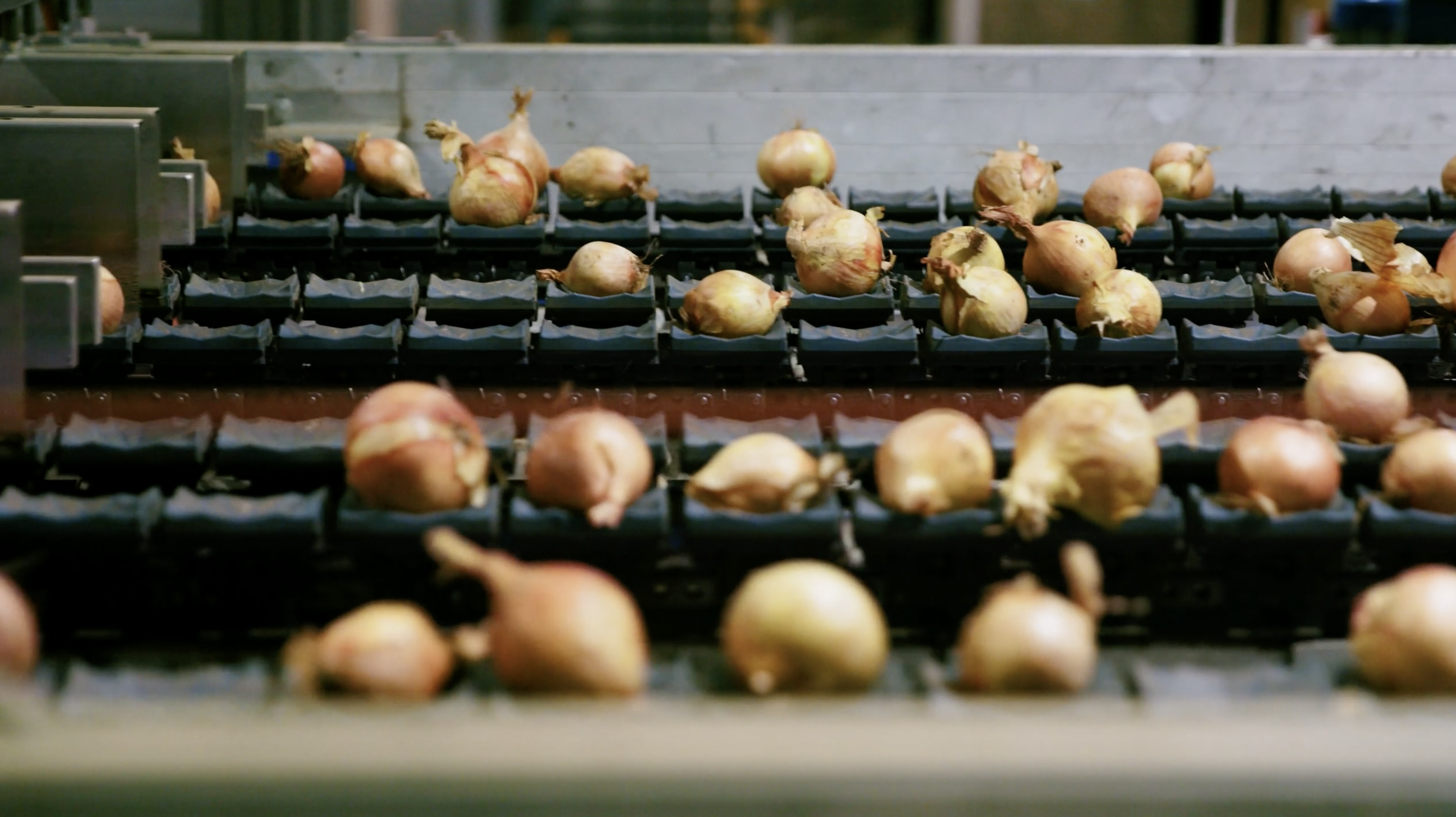 Ellips AI Grading Technology for Onions at Stourgarden