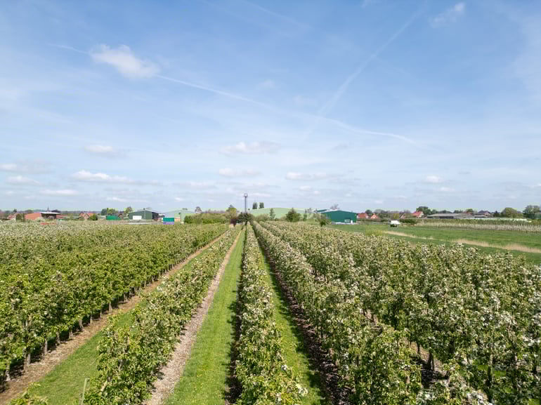 Ellips-Elbe-Obst-40