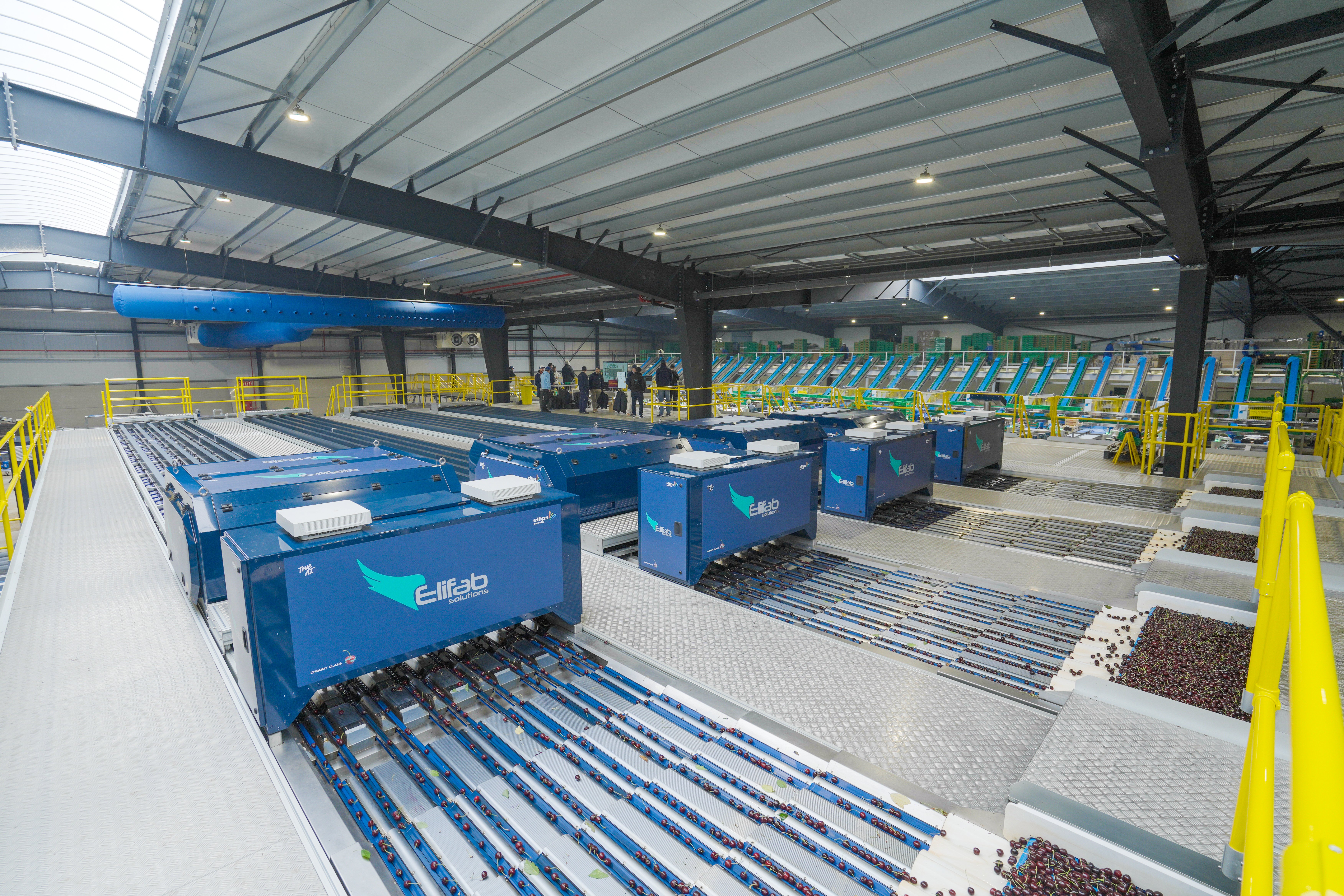Fully Automated Elifab AI Cherry Grading machines at Vidrio Fruits