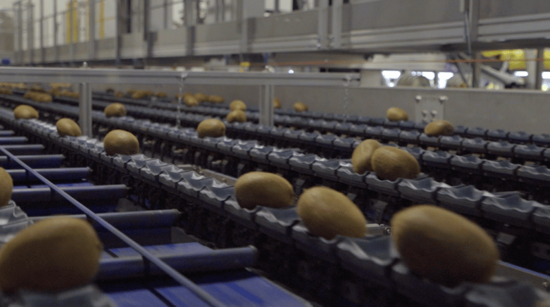 High Capacity Elisam Kiwi Grading Machine