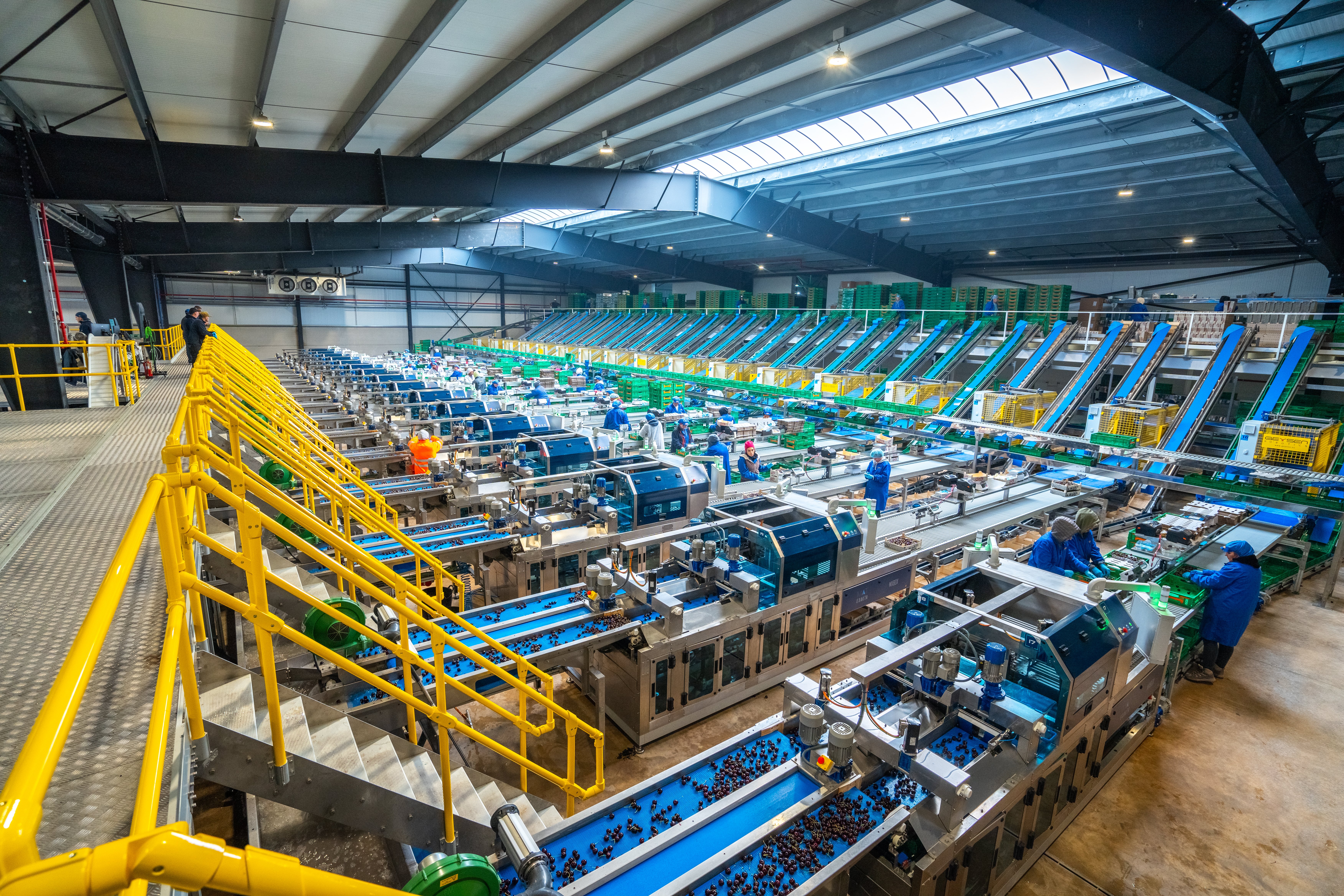 High Throughput  Elifab AI Cherry Graders at Vidrio Fruits