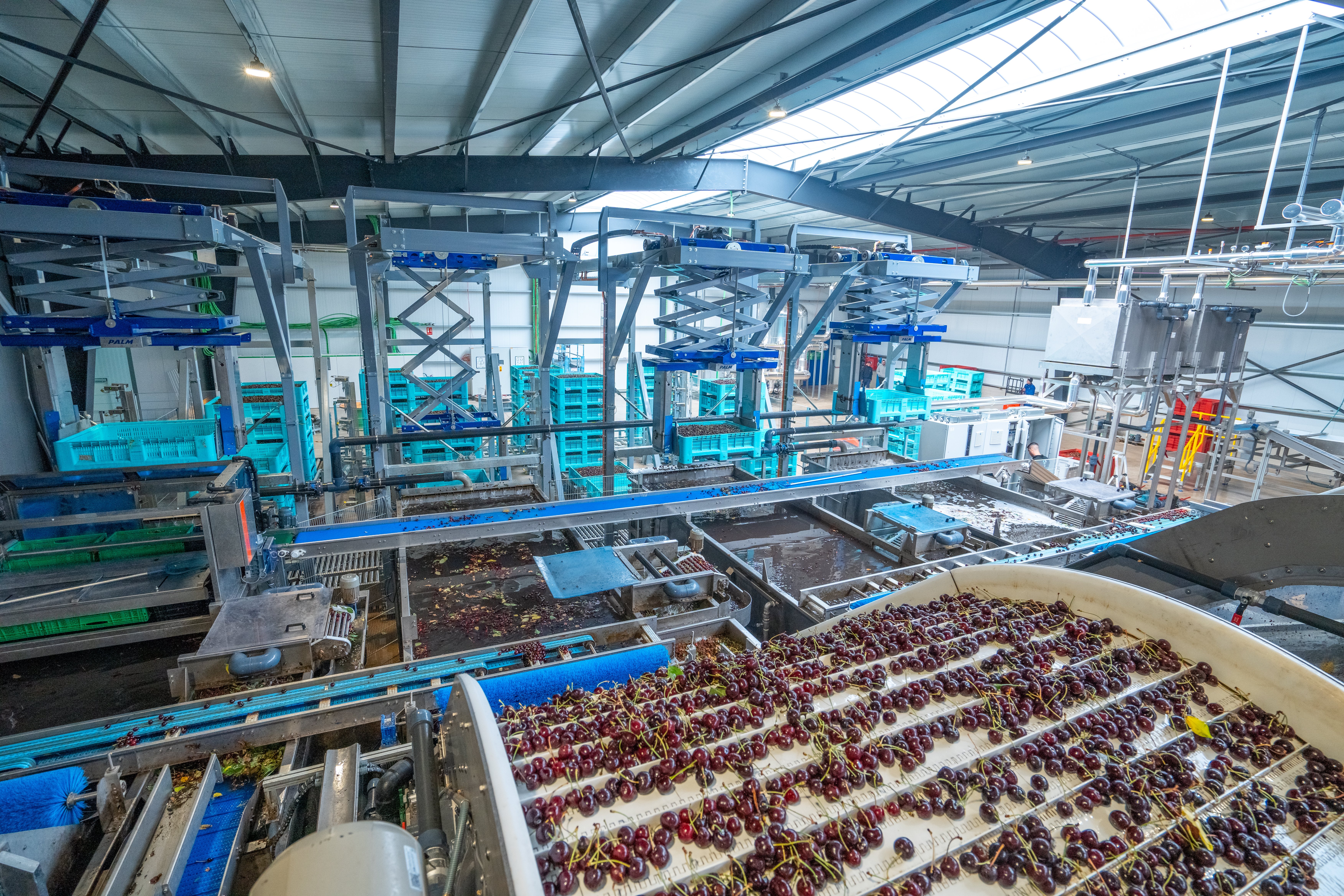 High Throughput Cherry Infeed Systems from Palm Systems at Vidrio Fruits