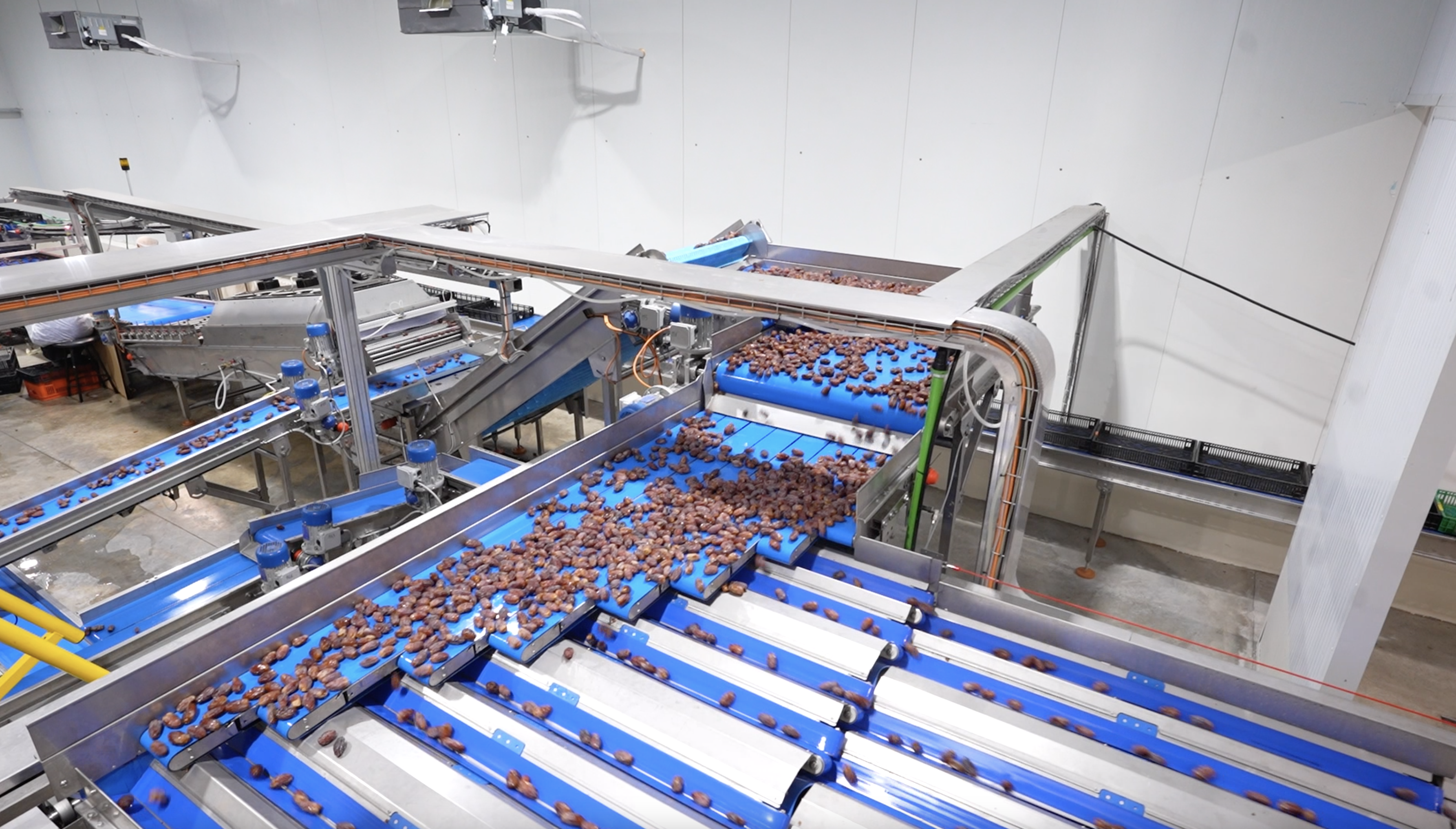 High Throughput Elisam Date Sorting Machine at Rimon