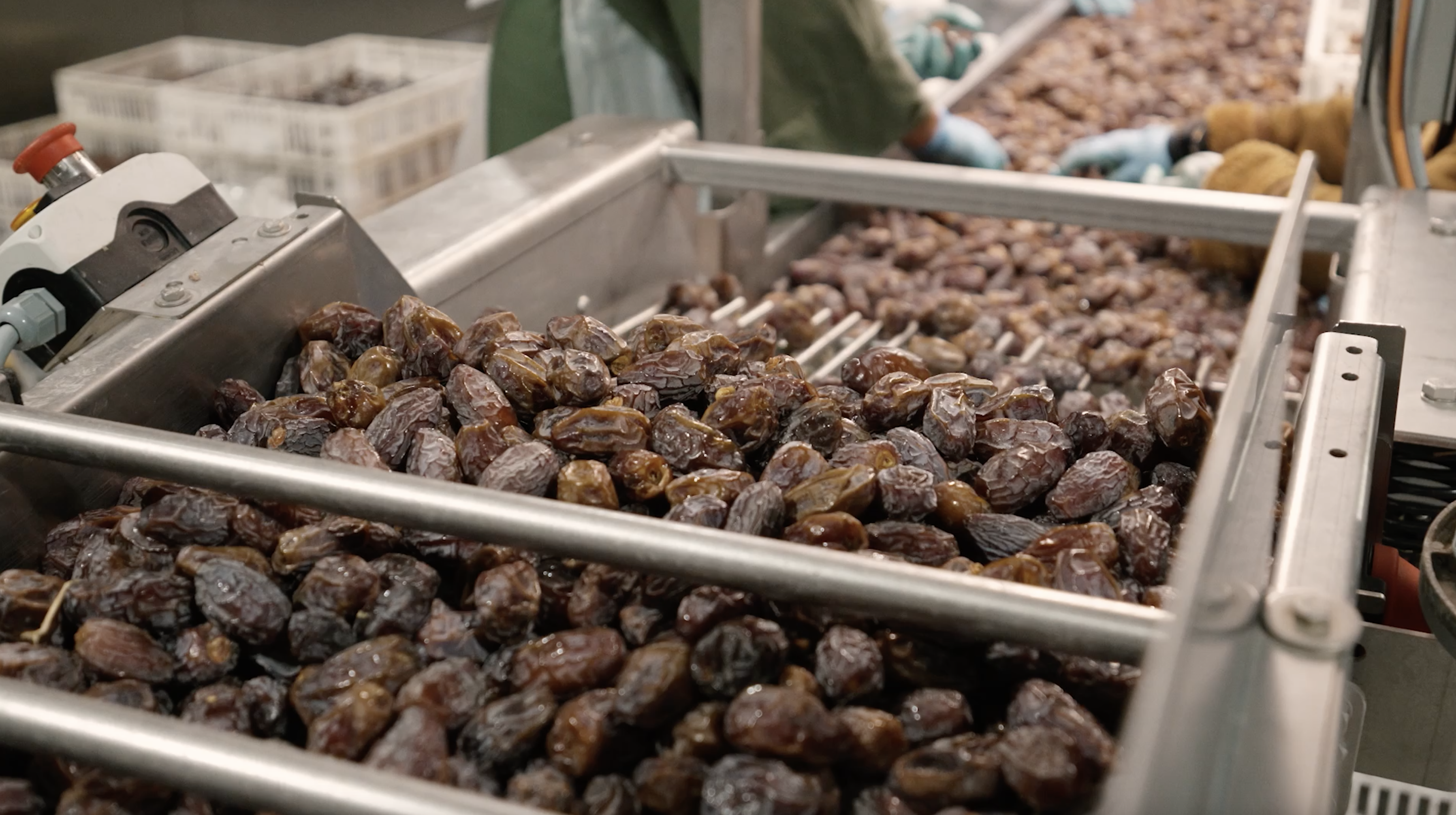 High Throughput Elisam Sorting Machine at Spectra Dates