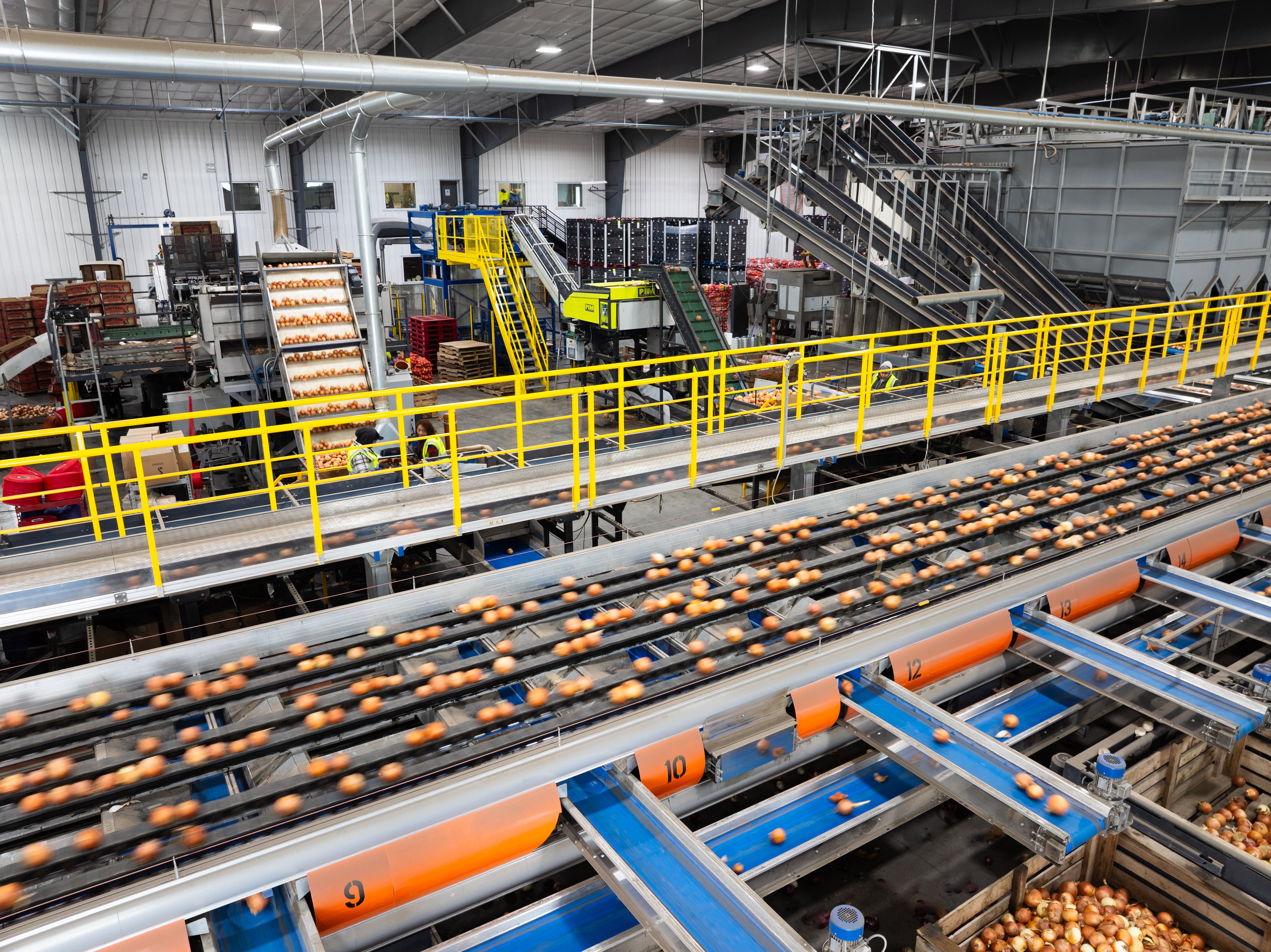 High Throughut grading with Elisam AI onion grader at Owyhee Produce