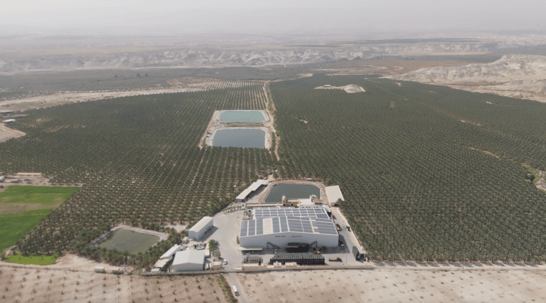 High Volume Elisam Date Sorting at Medjool Village