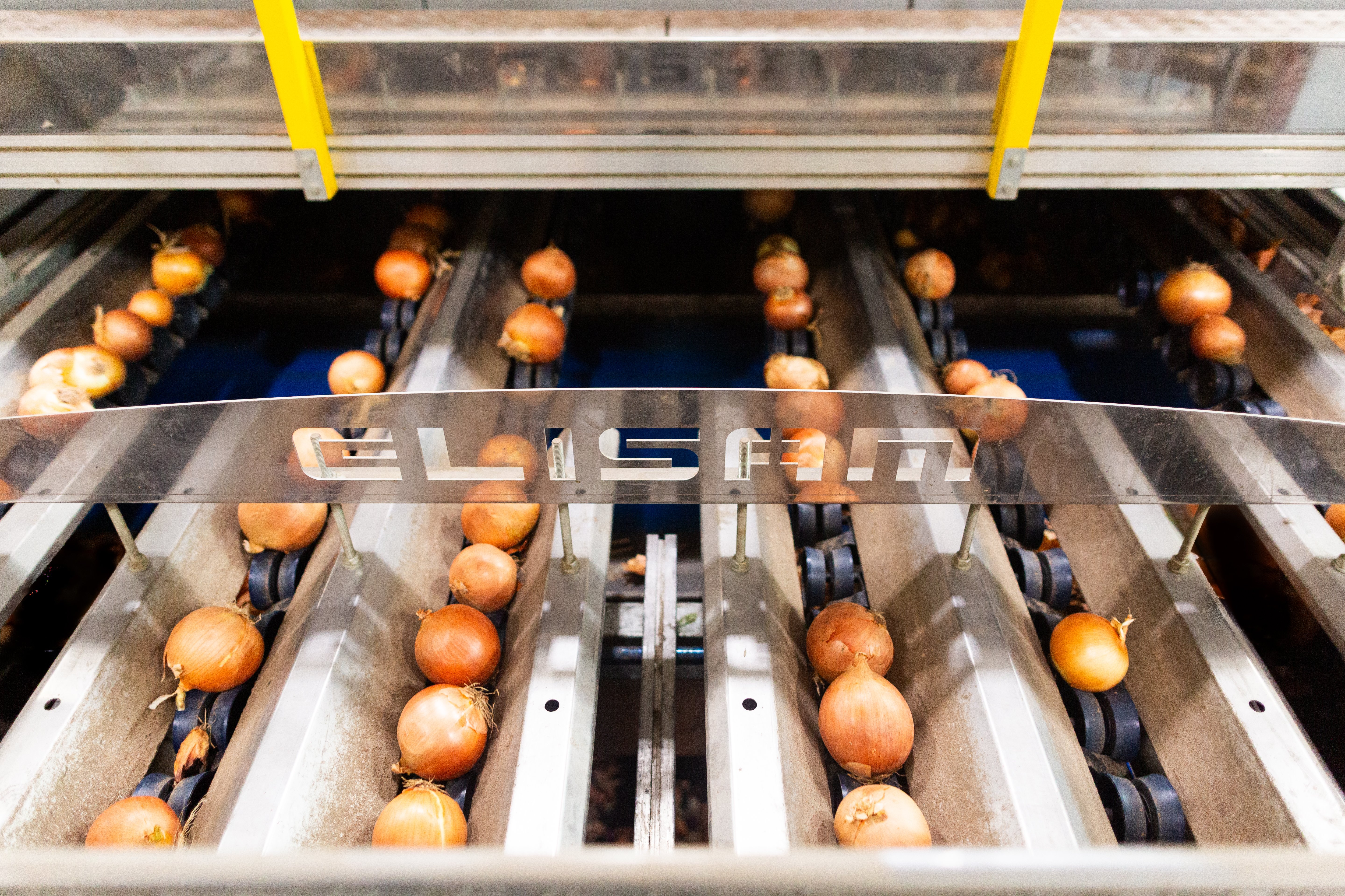 High speed grading with Elisam AI onion grader at Owyhee Produce
