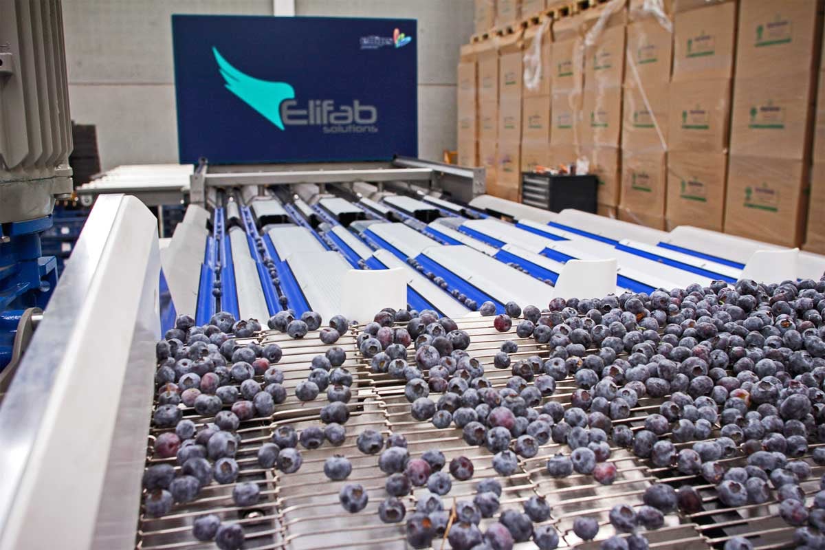 Ellips | Next Level Grading elifab-ellips-berries-sorting-grading-3