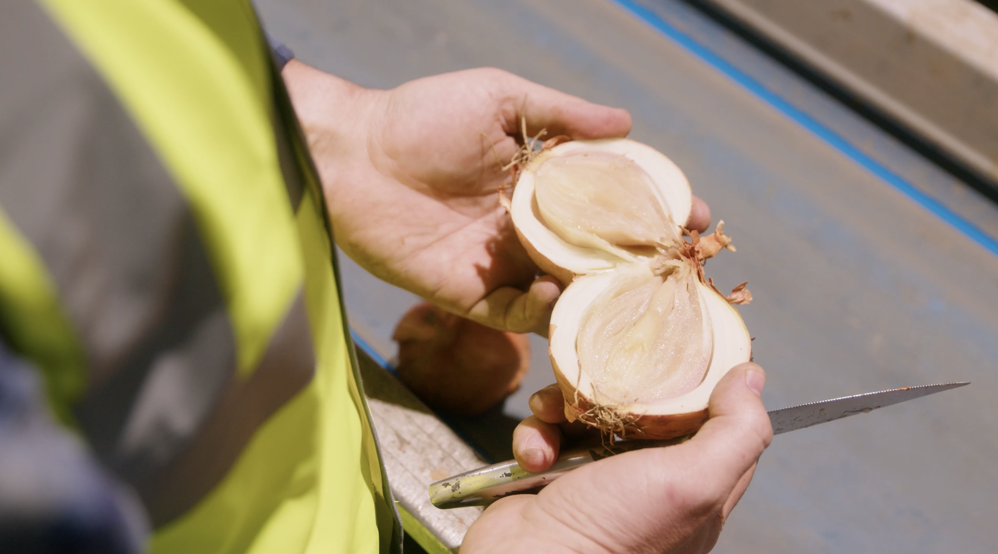 Internal Quality for Onions at Stourgarden