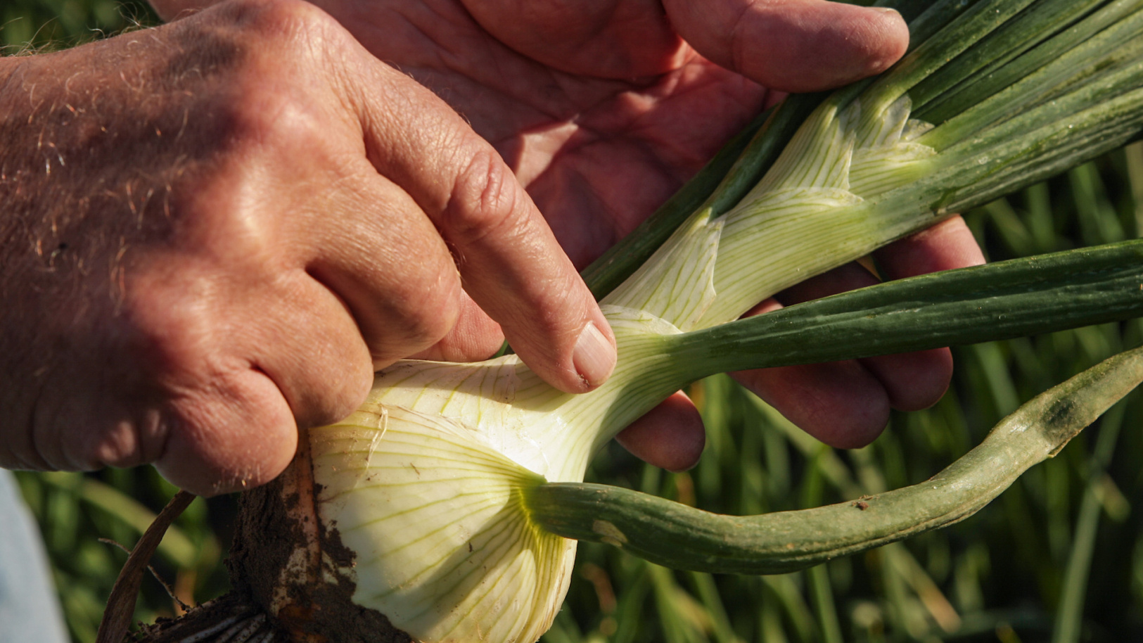 Onion AI grading technology at Target AG