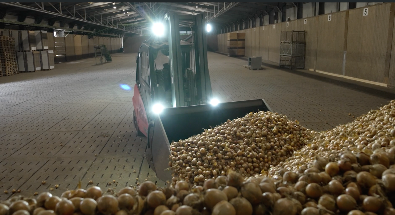 Onion Grading for Storage to protect value