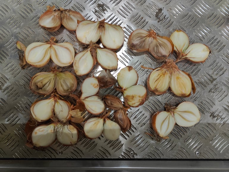 Onion Internal Quality Issues_bewerkt2