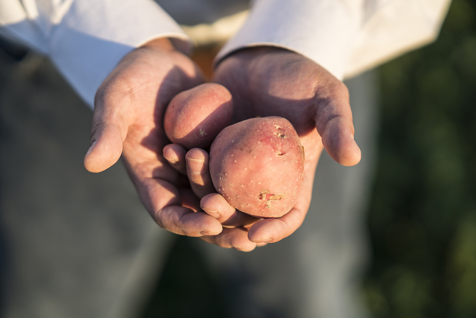 Potato Grading Machine Quality Consistency at Wada Farms