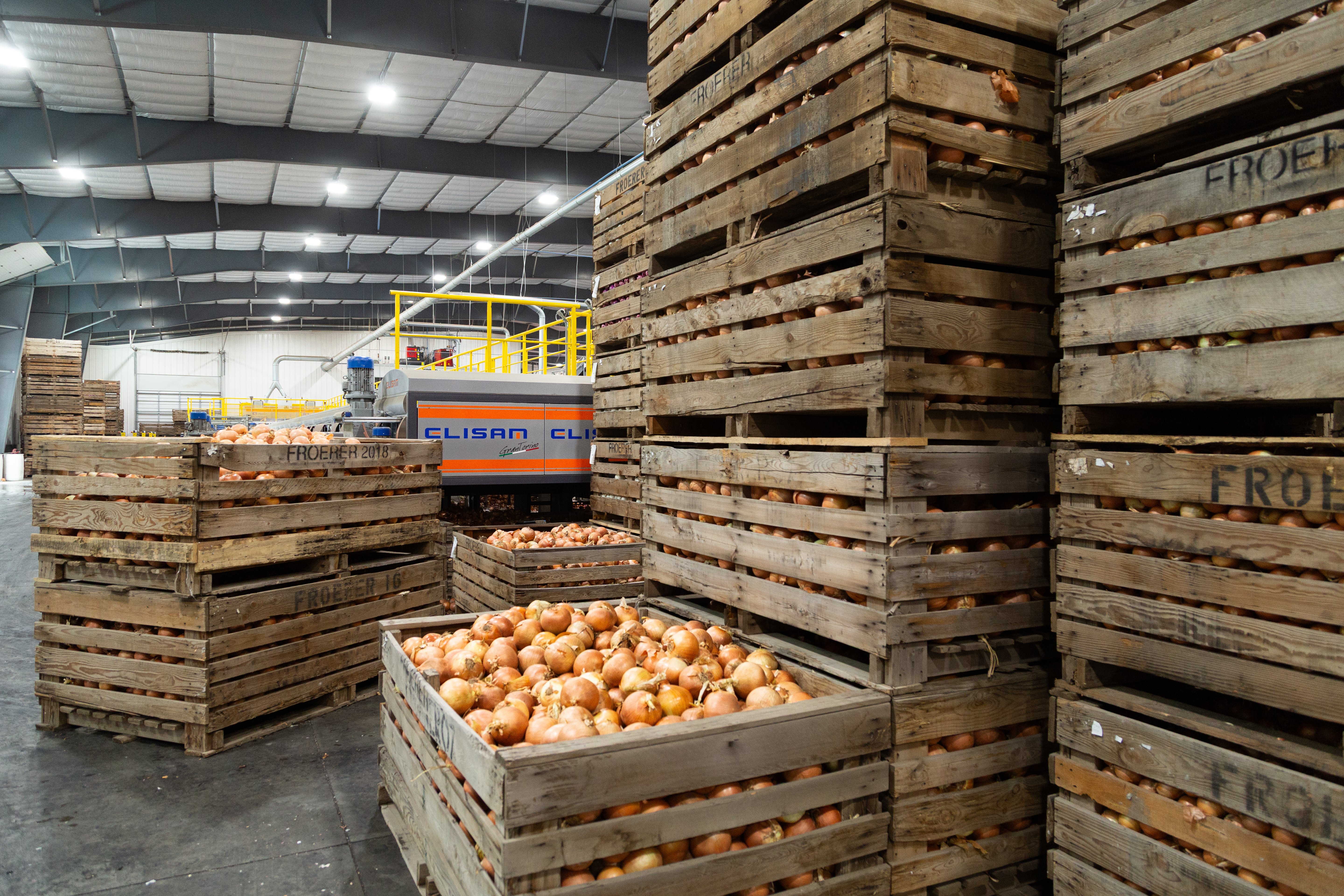 Quality Onions with Ellips AI grading technology at Owyhee Produce