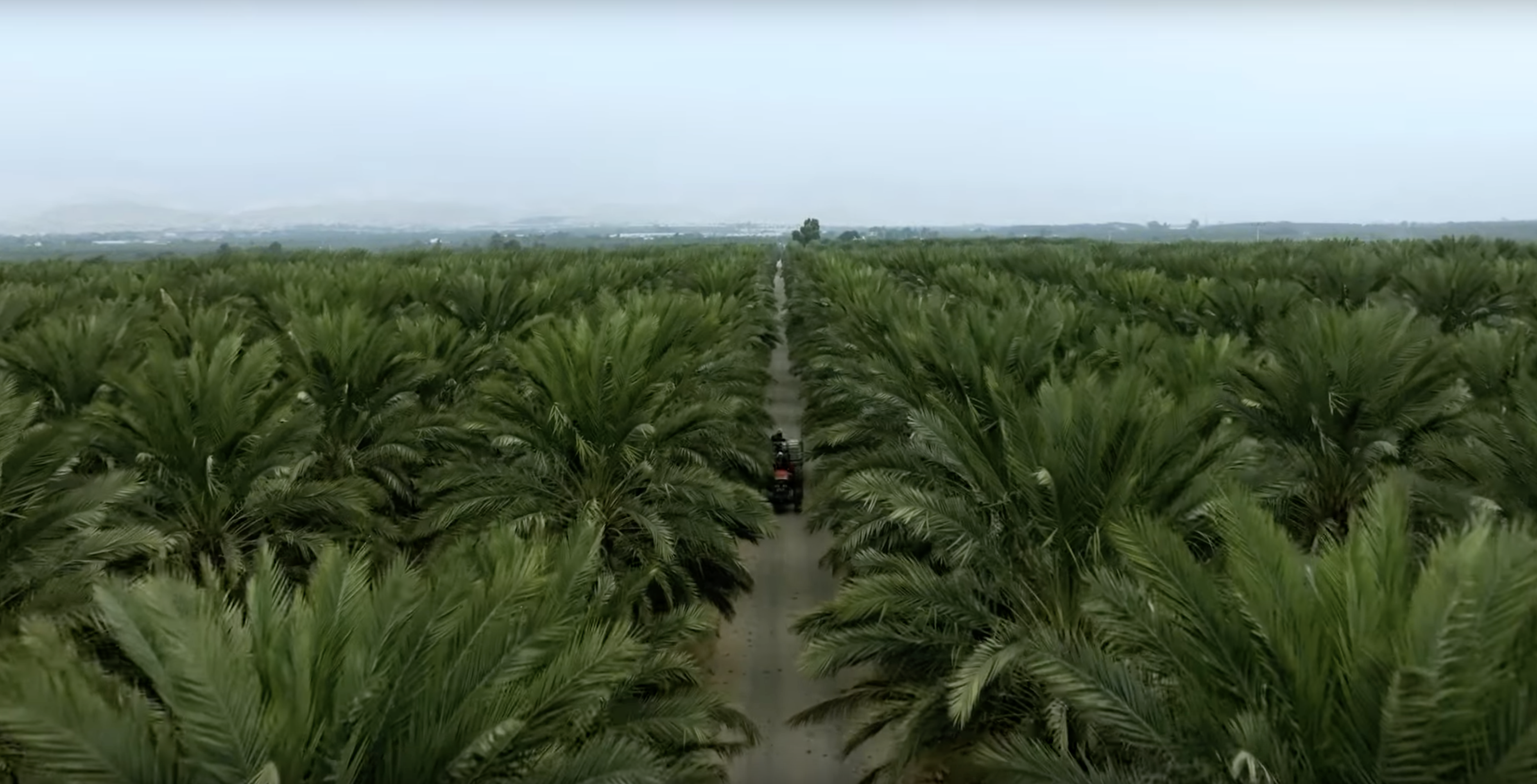 Spectra Dates Ellips AI Grading Technology