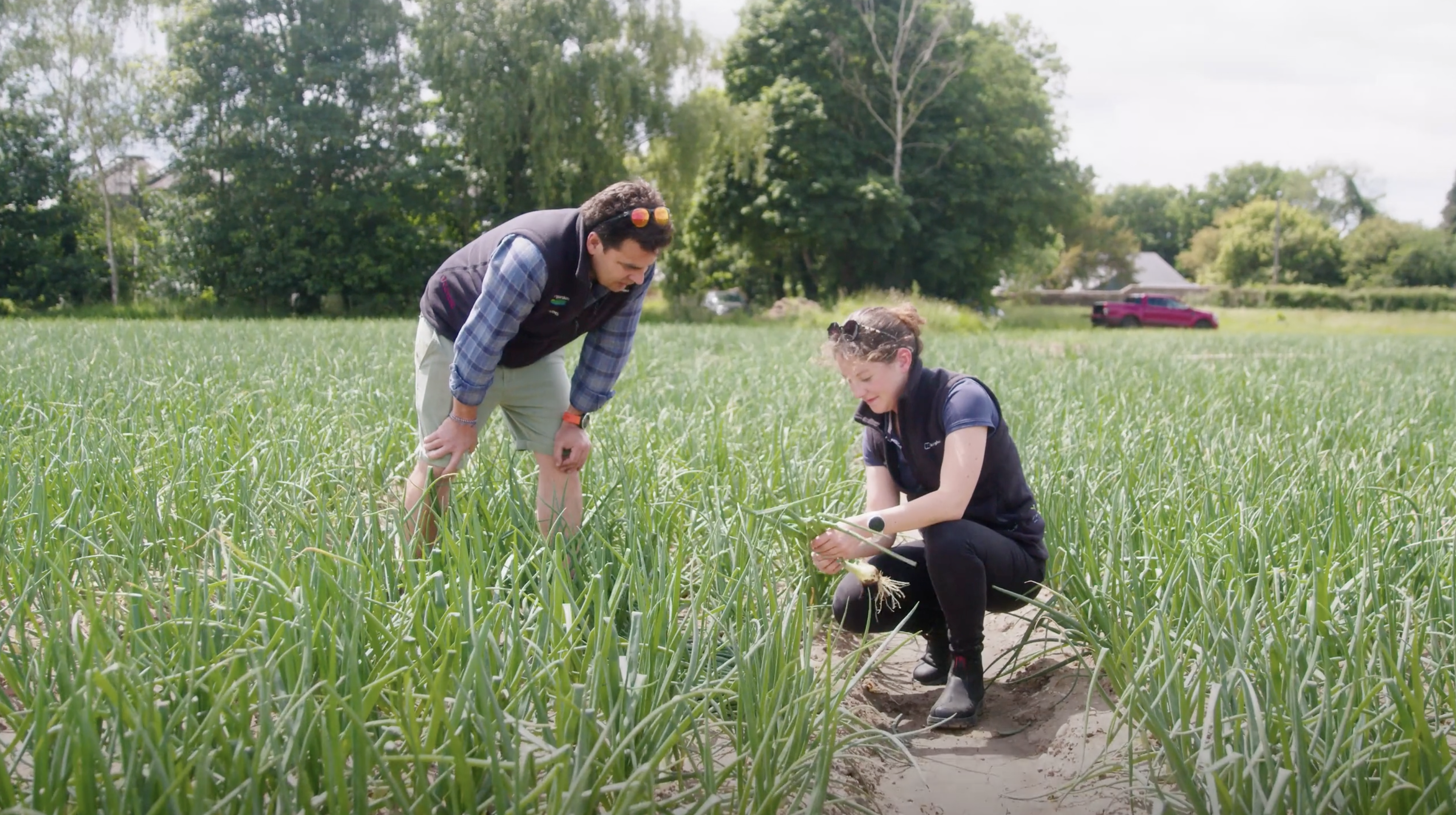 Stourgarden Onion Quality with Ellips AI grading technology