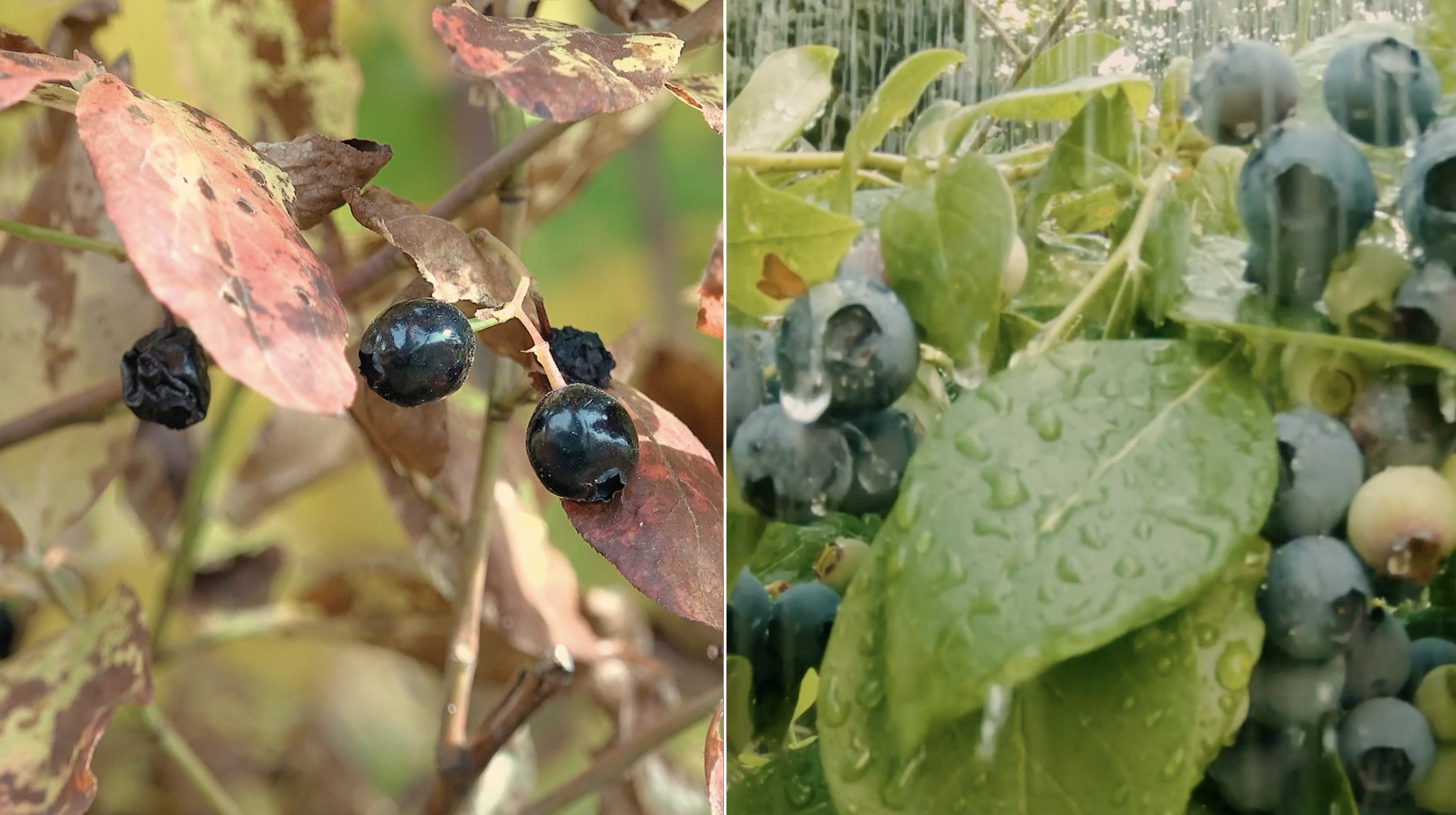 blueberry weather