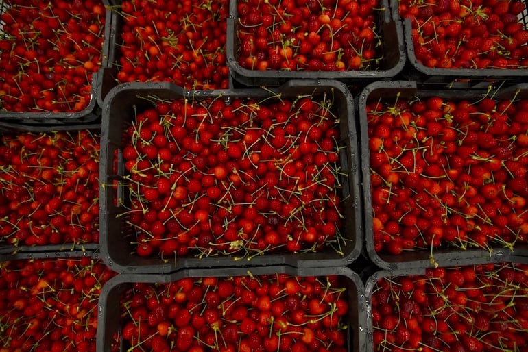 cherry sorting troughput-1