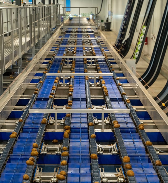kiwi sorting line