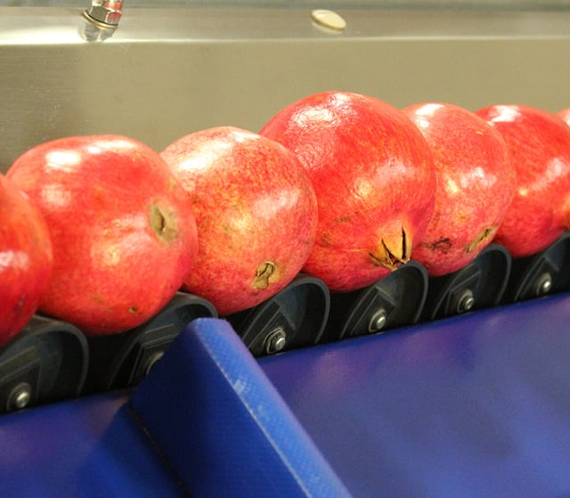 pomegranate-size-sorting