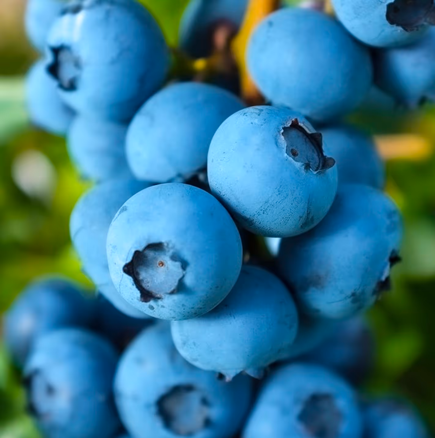 Artberry Blueberry Grading with Elifab graders and Ellips True-AI
