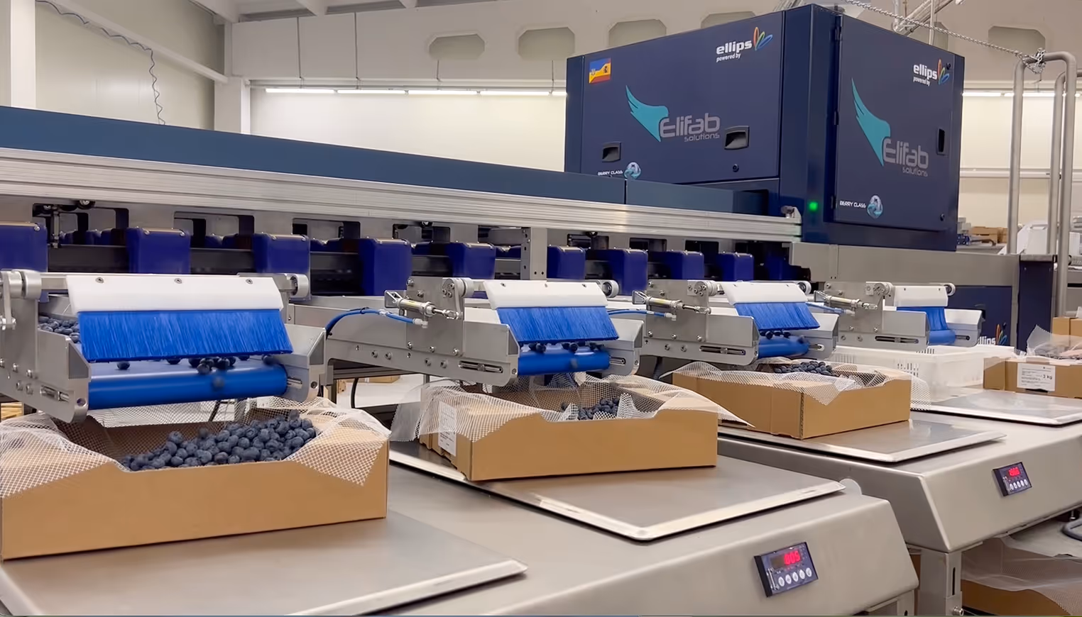 Artberry Blueberry Sorting with Elifab graders and Ellips True-AI