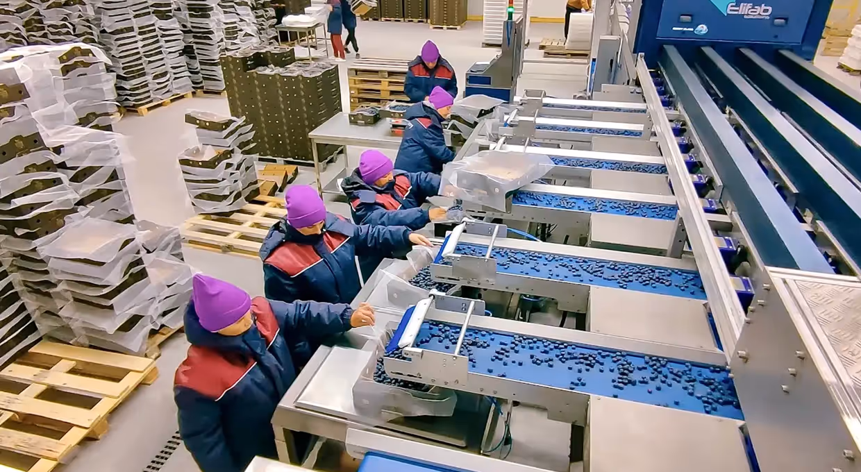 Elifab Blueberry Grading Machine at Artberry