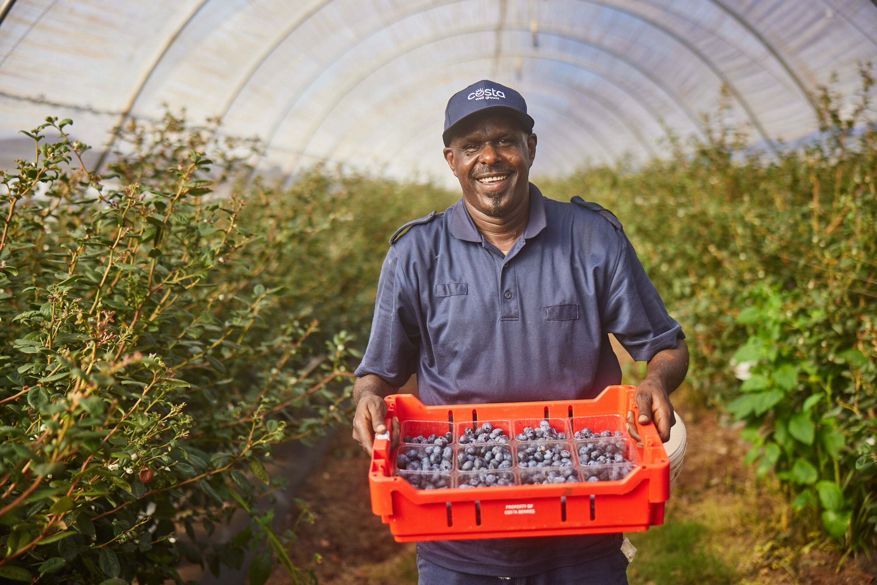 How Costa Berries uses Elifab AI grader to deliver premium blueberries in a single shift