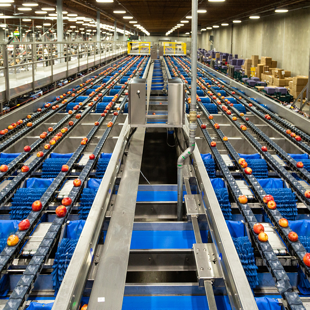 How can you improve apple grading capacity and reduce labor?