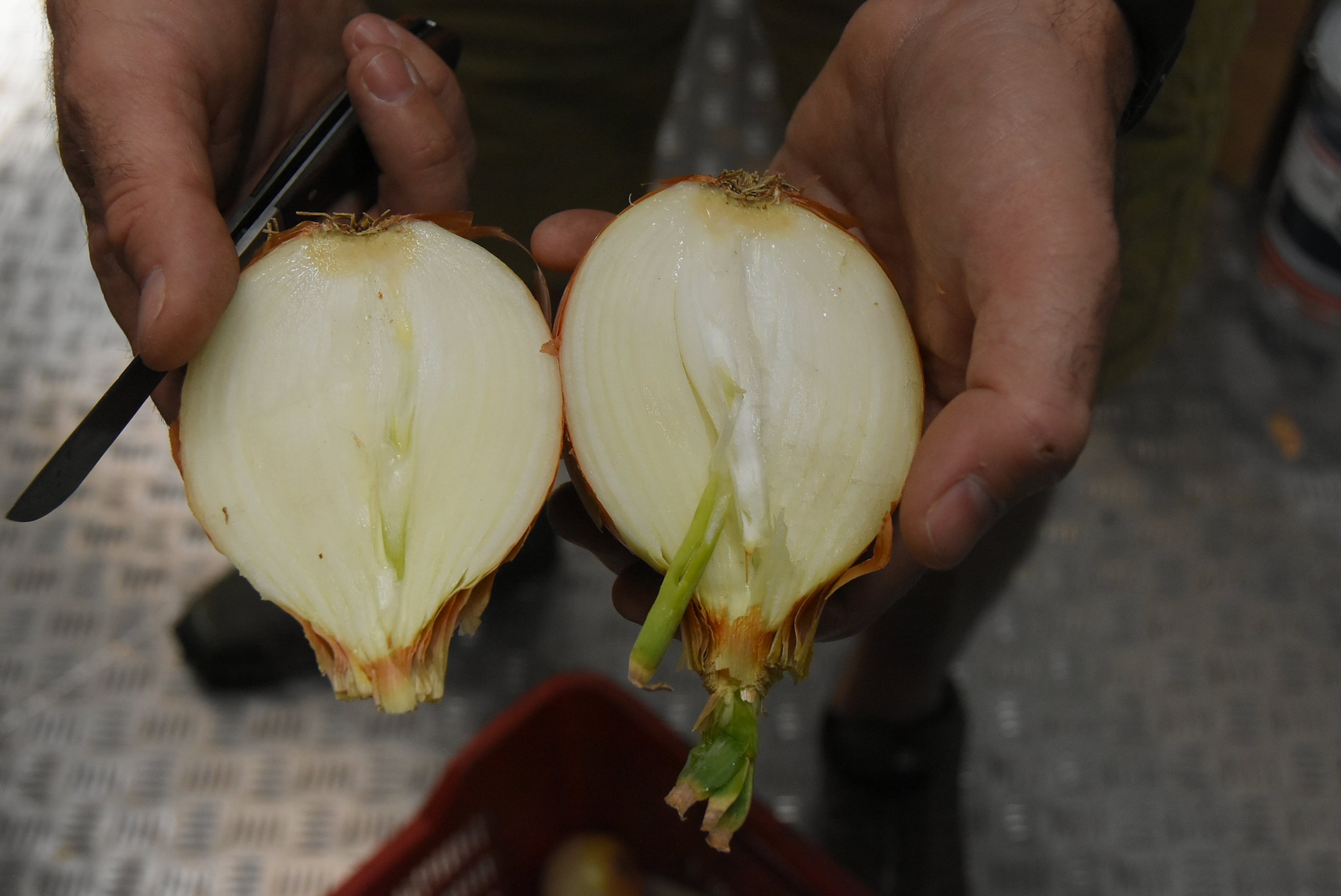 How can you ensure desired onion quality and consistency?
